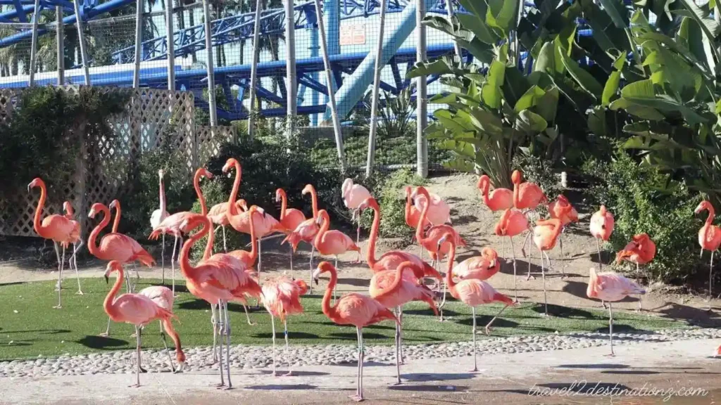 san diego zoo