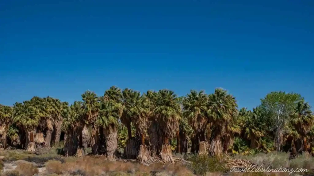 coachella valley preserve - thousand palms oasis preserve