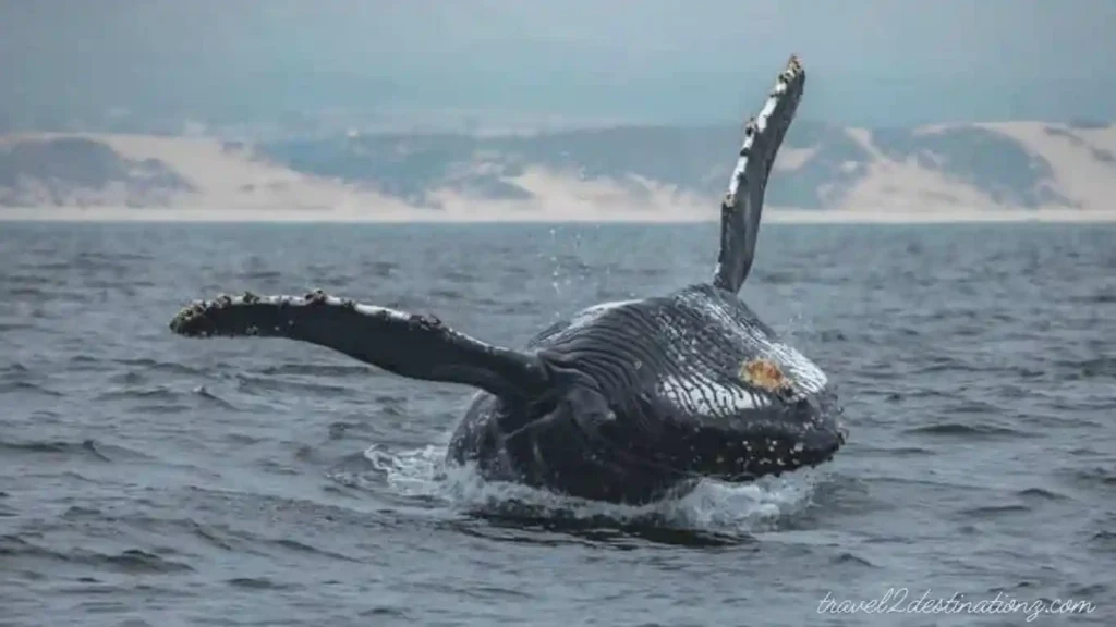 Whale Watching Excursions Monterey