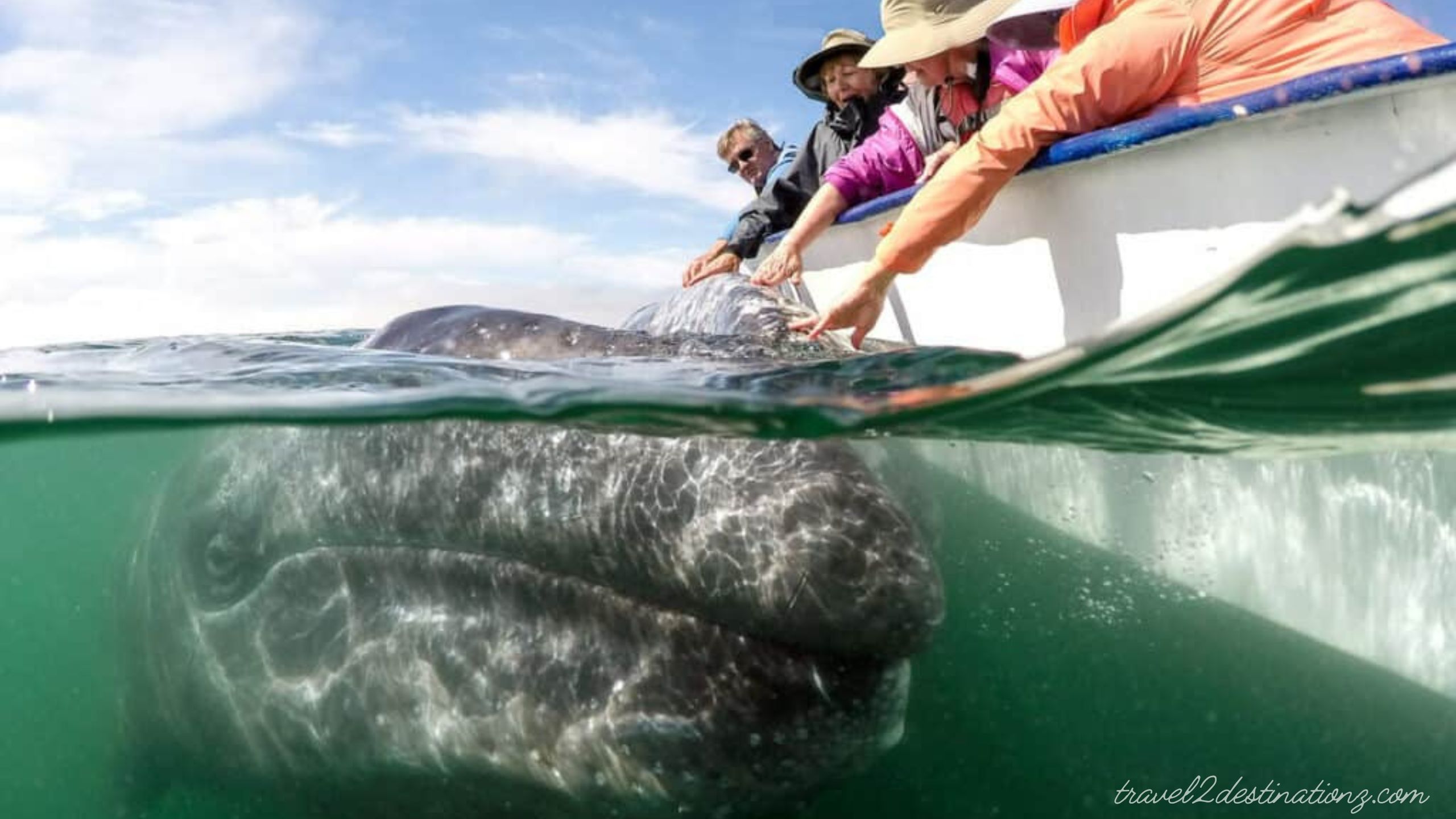 Whale Watching in San Diego