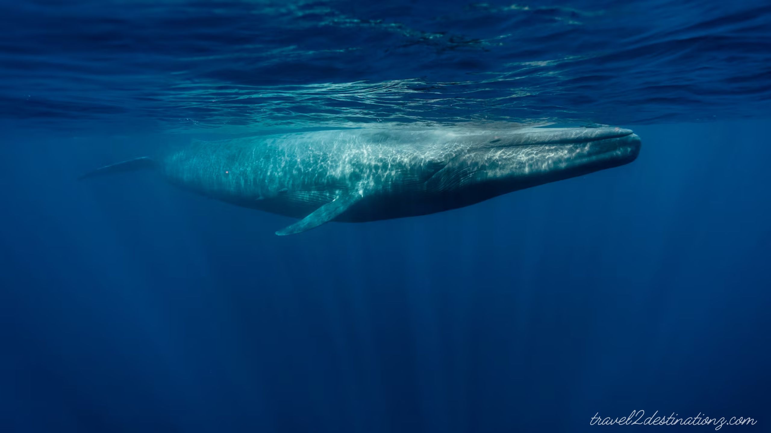 Whale Watching in San Diego