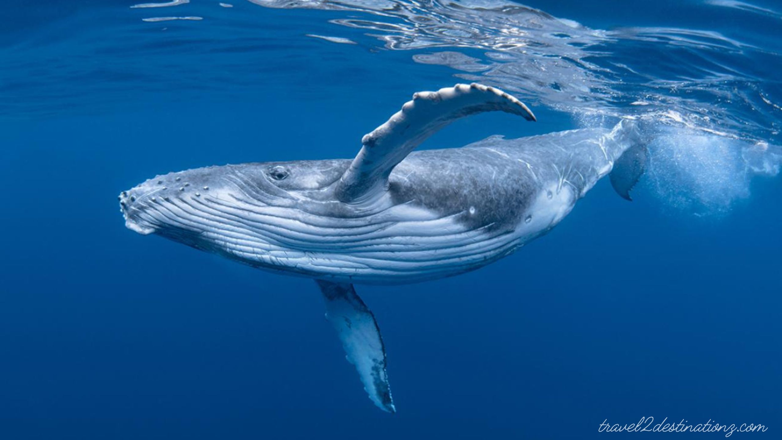 Whale Watching in San Diego