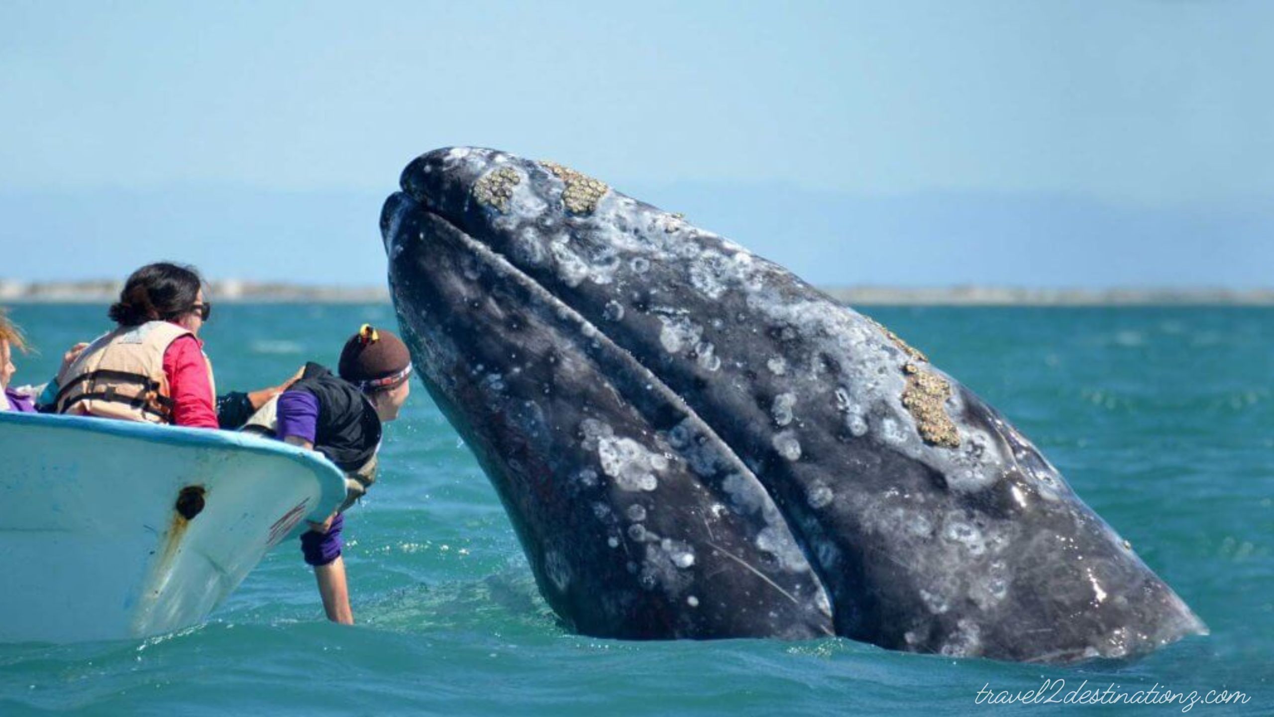 Whale Watching in San Diego