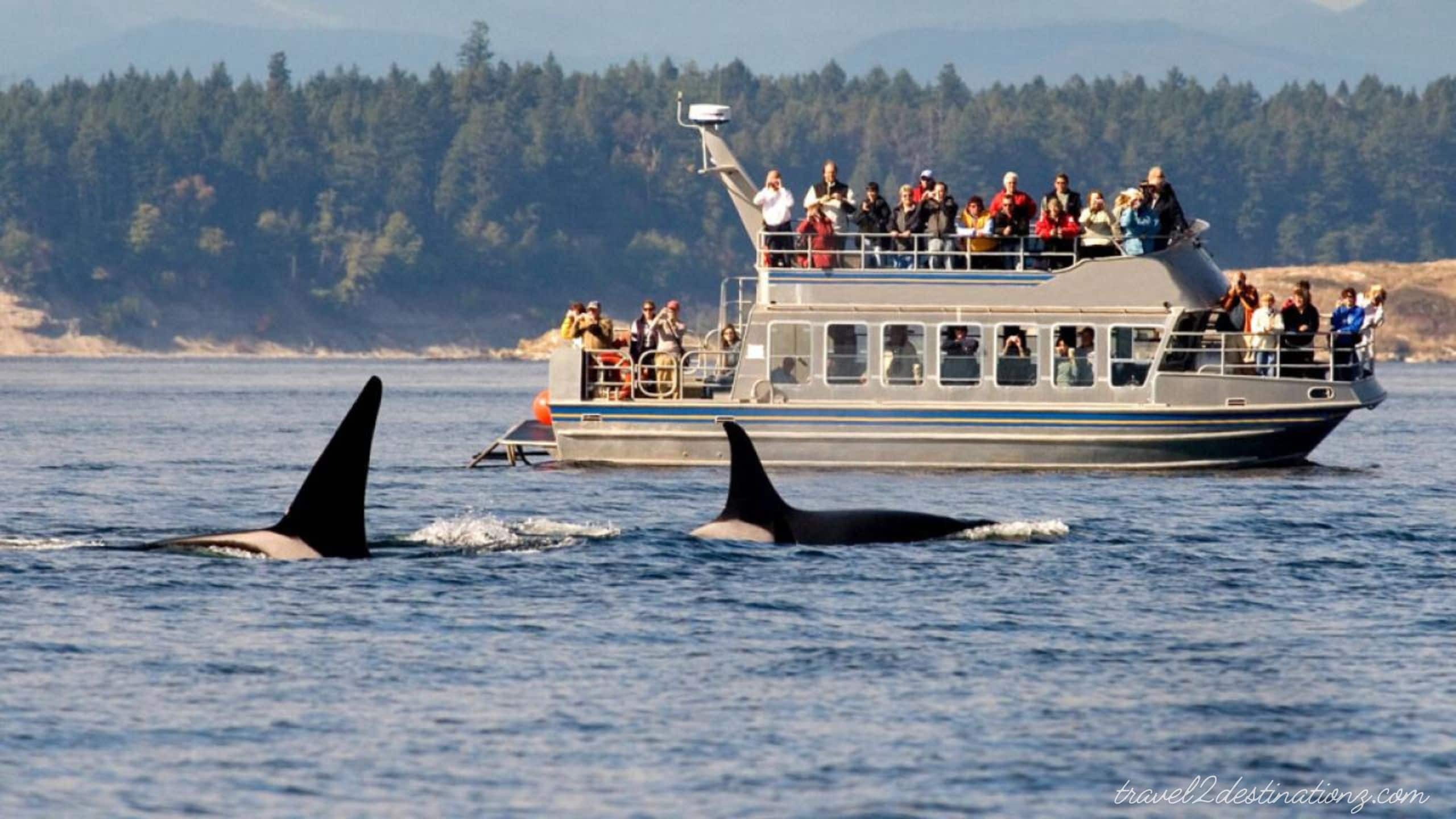 Whale Watching in San Diego