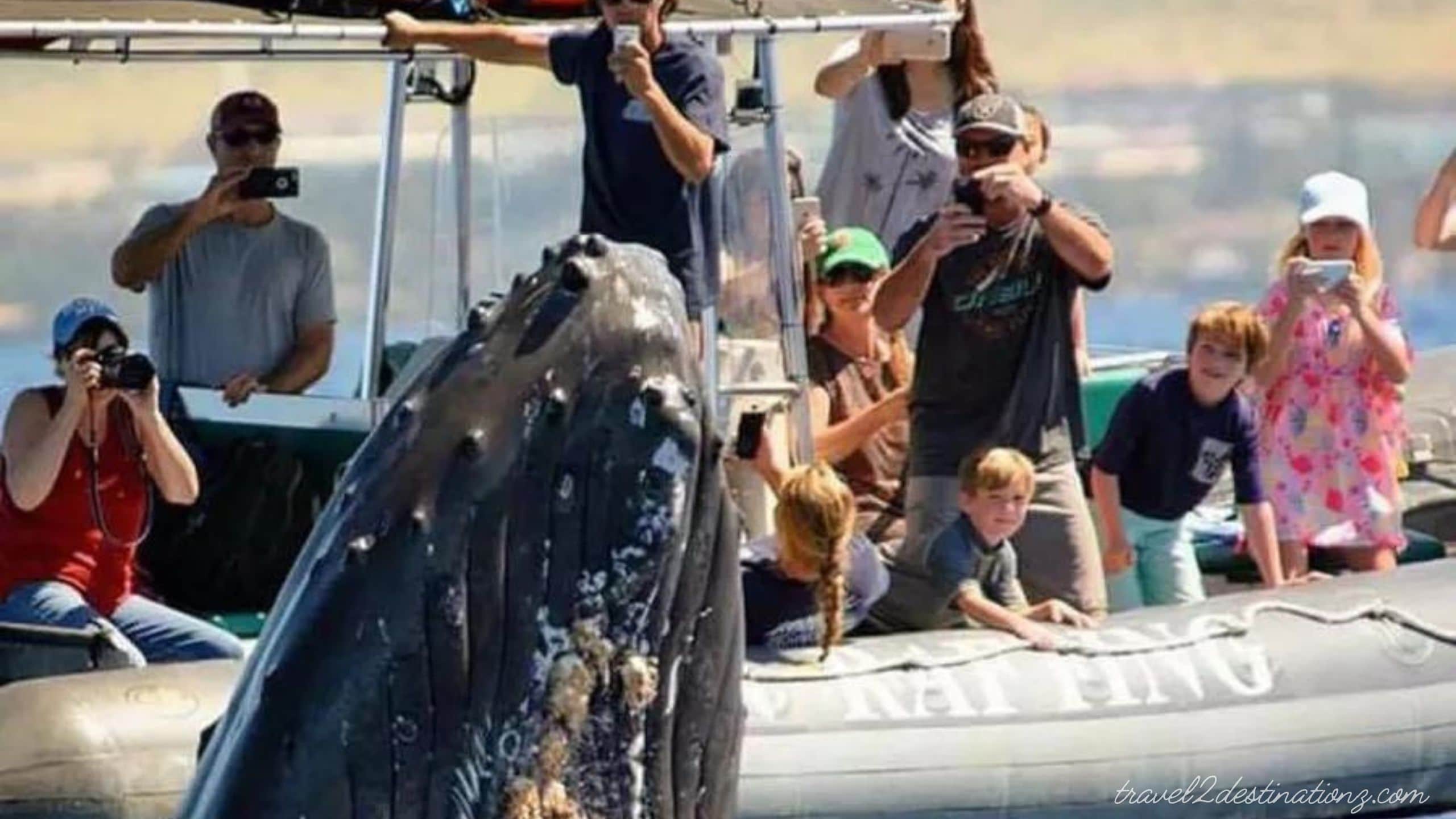 Whale Watching in San Diego 