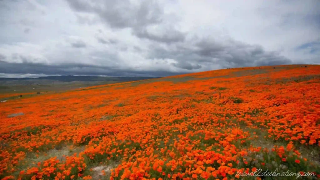 Antelope Valley California Poppy Reserve