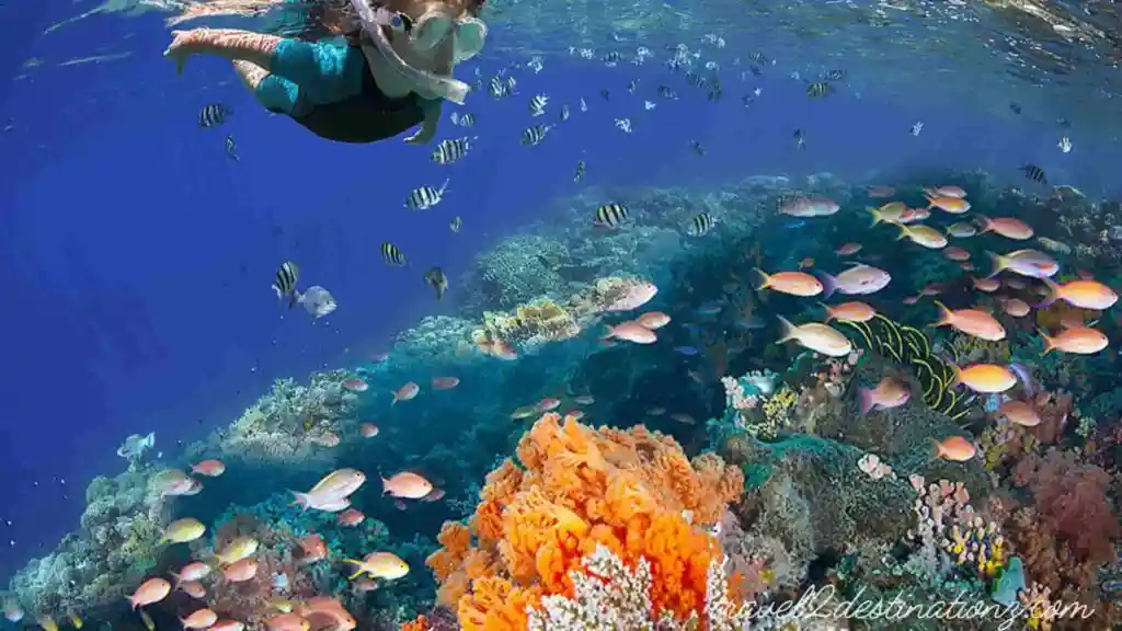 Discover The Best Place to Snorkel in Cozumel & Marine Life
