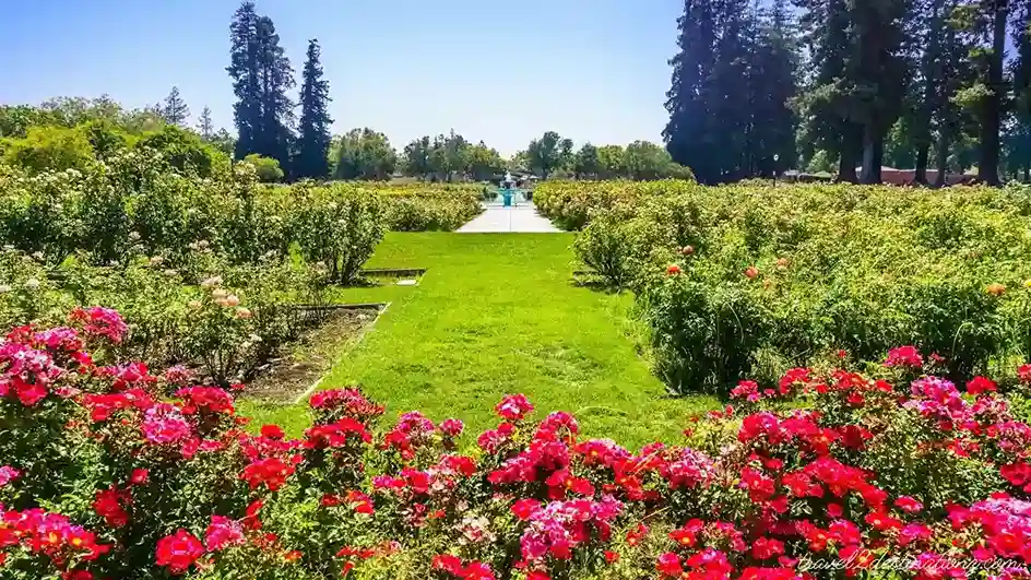 Municipal Rose Garden